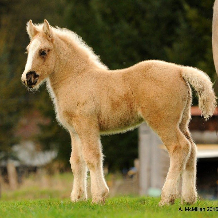 Sola, Sooty Palomino Gypsy Filly